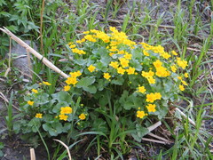 Caltha palustris