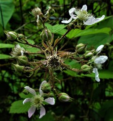 Rubus hylocharis