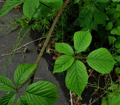 Rubus hylocharis