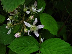 Rubus hylocharis