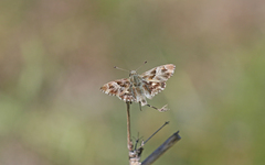 Muschampia