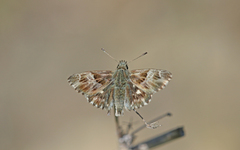 Muschampia