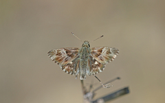 Muschampia