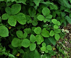 Rubus errabundus