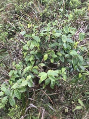 Antidesma platyphyllum