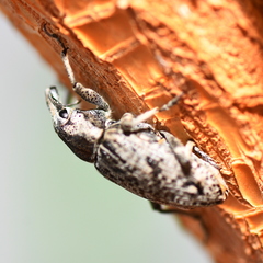 Asproparthenis punctiventris