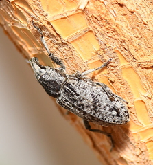 Asproparthenis punctiventris