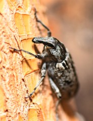 Asproparthenis punctiventris