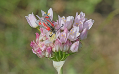 Zygaena sarpedon