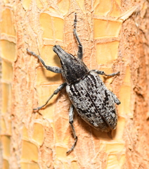Asproparthenis punctiventris