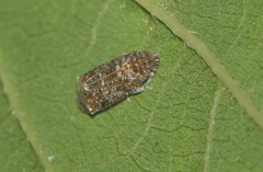 Deferunda