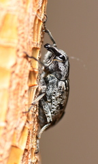 Asproparthenis punctiventris