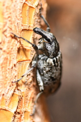 Asproparthenis punctiventris