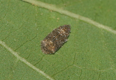 Deferunda