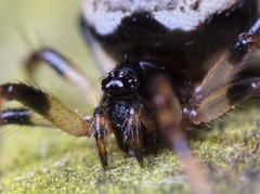 Dipoena melanogaster