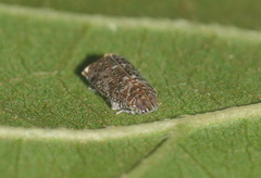 Deferunda
