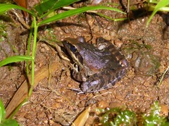 Ptychadena newtoni