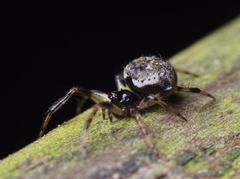 Dipoena melanogaster