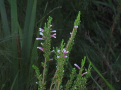 Erica perspicua perspicua