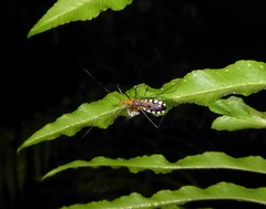 Pisilus tipuliformis