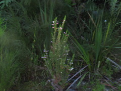 Erica perspicua perspicua