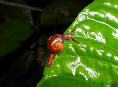 Apothapsia thomensis