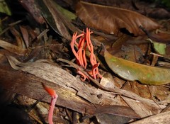 Clavaria phoenicea