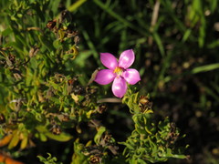 Orphium frutescens