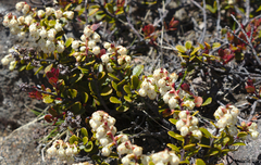 Gaultheria colensoi
