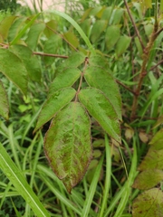 Aralia chinensis