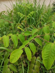 Aralia chinensis
