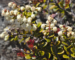Gaultheria colensoi
