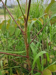 Aralia chinensis
