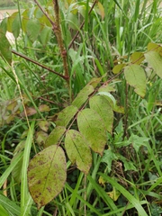 Aralia chinensis