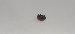Chrysolina polita