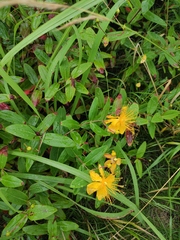 Hypericum monogynum