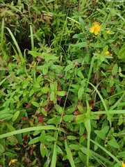 Hypericum monogynum