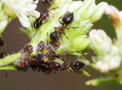 Crematogaster coarctata