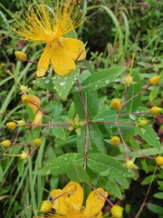 Hypericum monogynum
