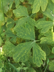 Erysiphe aquilegiae