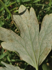 Erysiphe aquilegiae