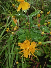 Hypericum monogynum
