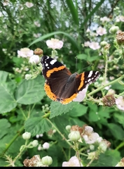 Vanessa atalanta