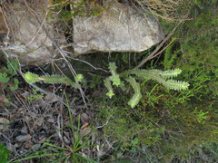 Struthiola tomentosa