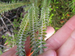 Struthiola tomentosa