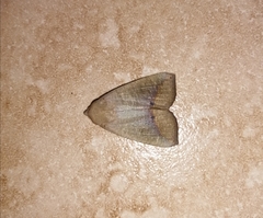 Exophyla multistriata