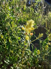 Rhinanthus pumilus