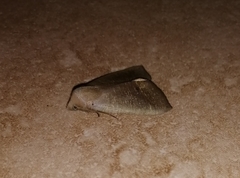 Exophyla multistriata