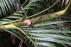 Calamus moti