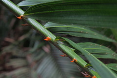 Calamus moti